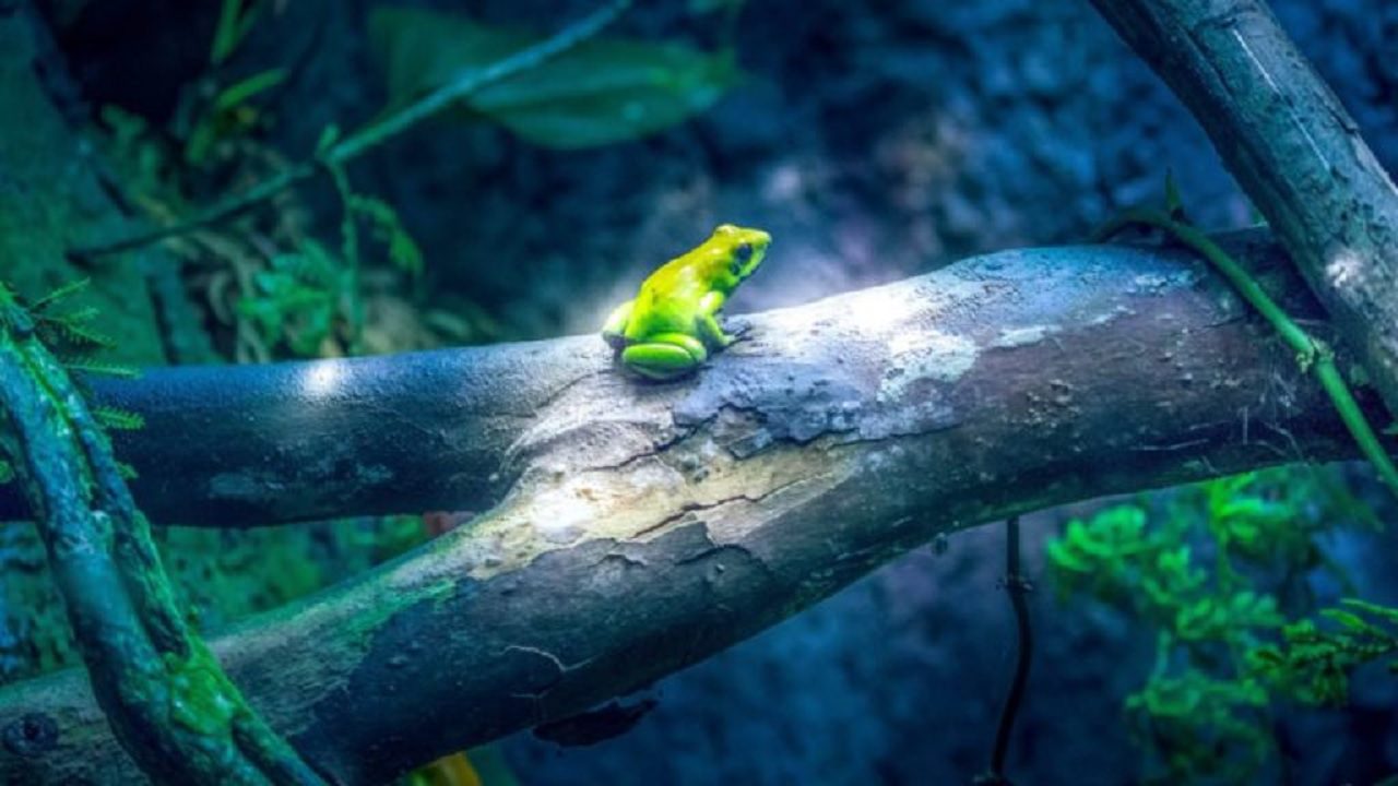 Pristimantis gretathunbergae